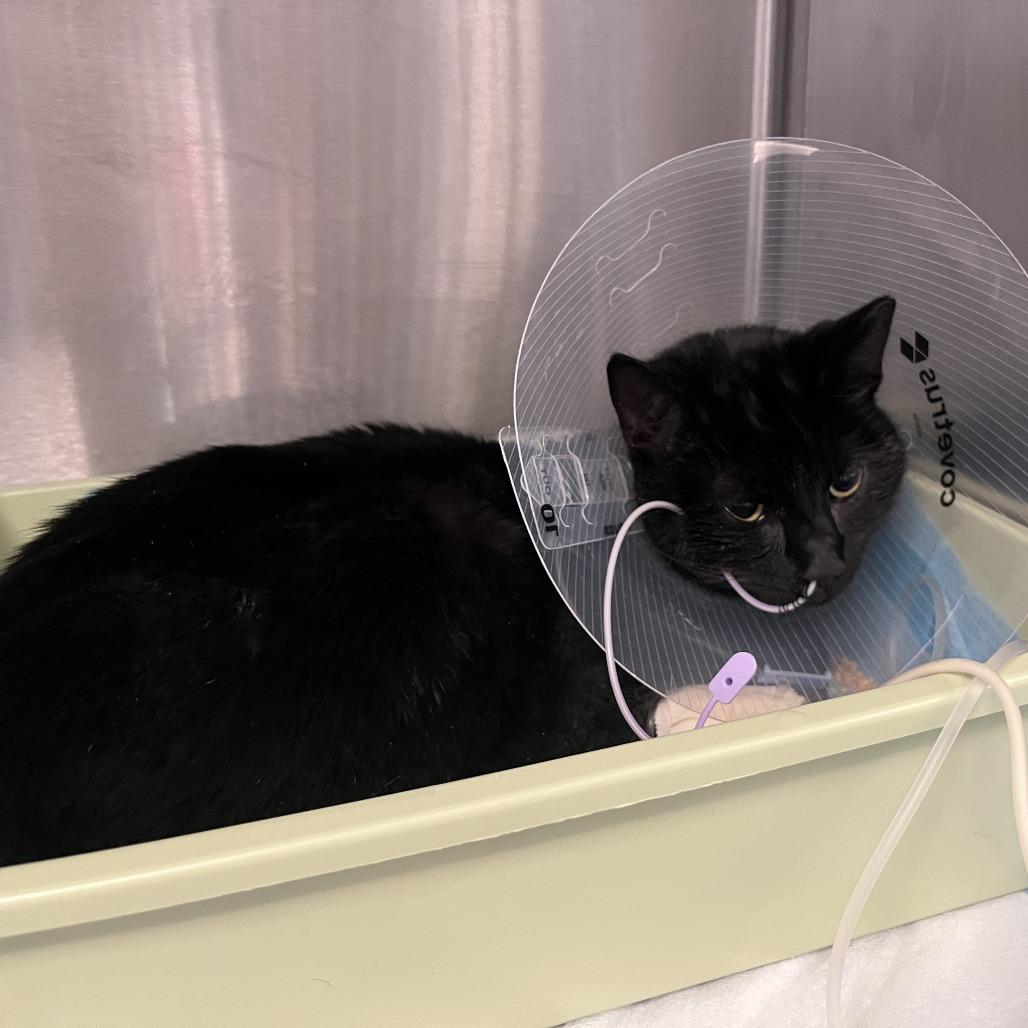 Enlarge Blaire, a Adoptable Domestic Short Hair in Brooklyn, NY image 1/2