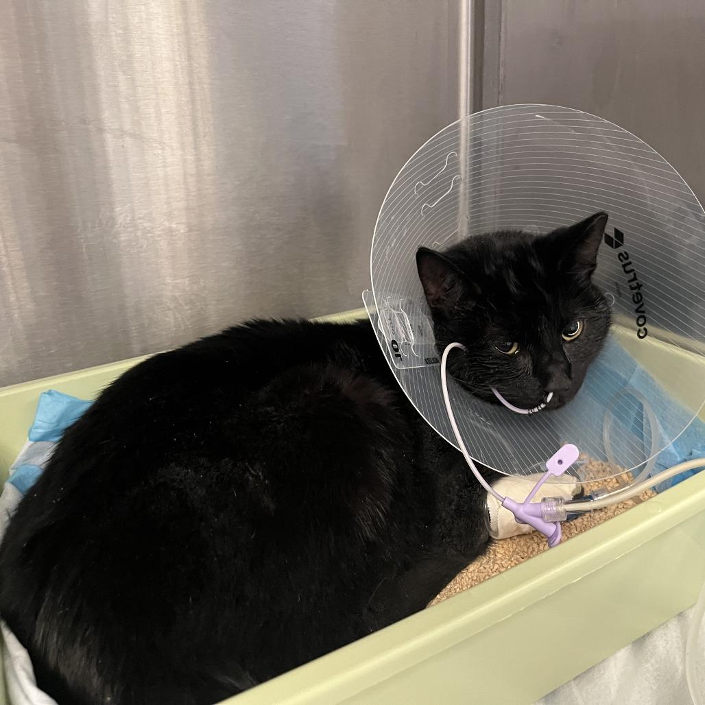 Enlarge Blaire, a Adoptable Domestic Short Hair in Brooklyn, NY image 2/2