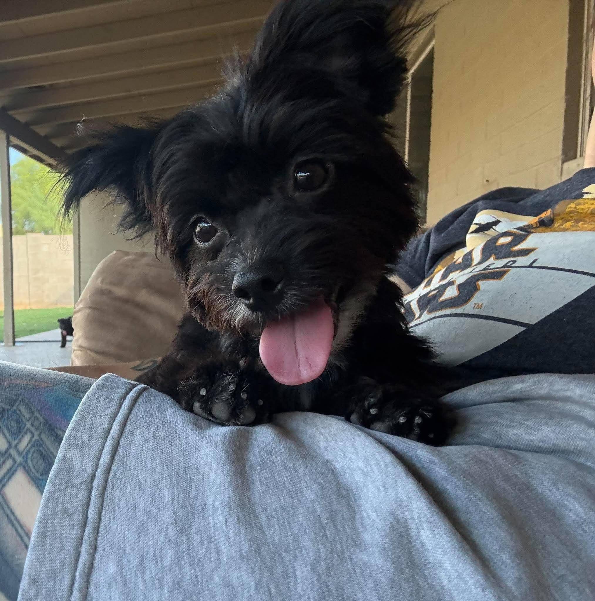 Enlarge Spidey Crew - MJ, a Adopted mixed breed in Phoenix, AZ image 4/4