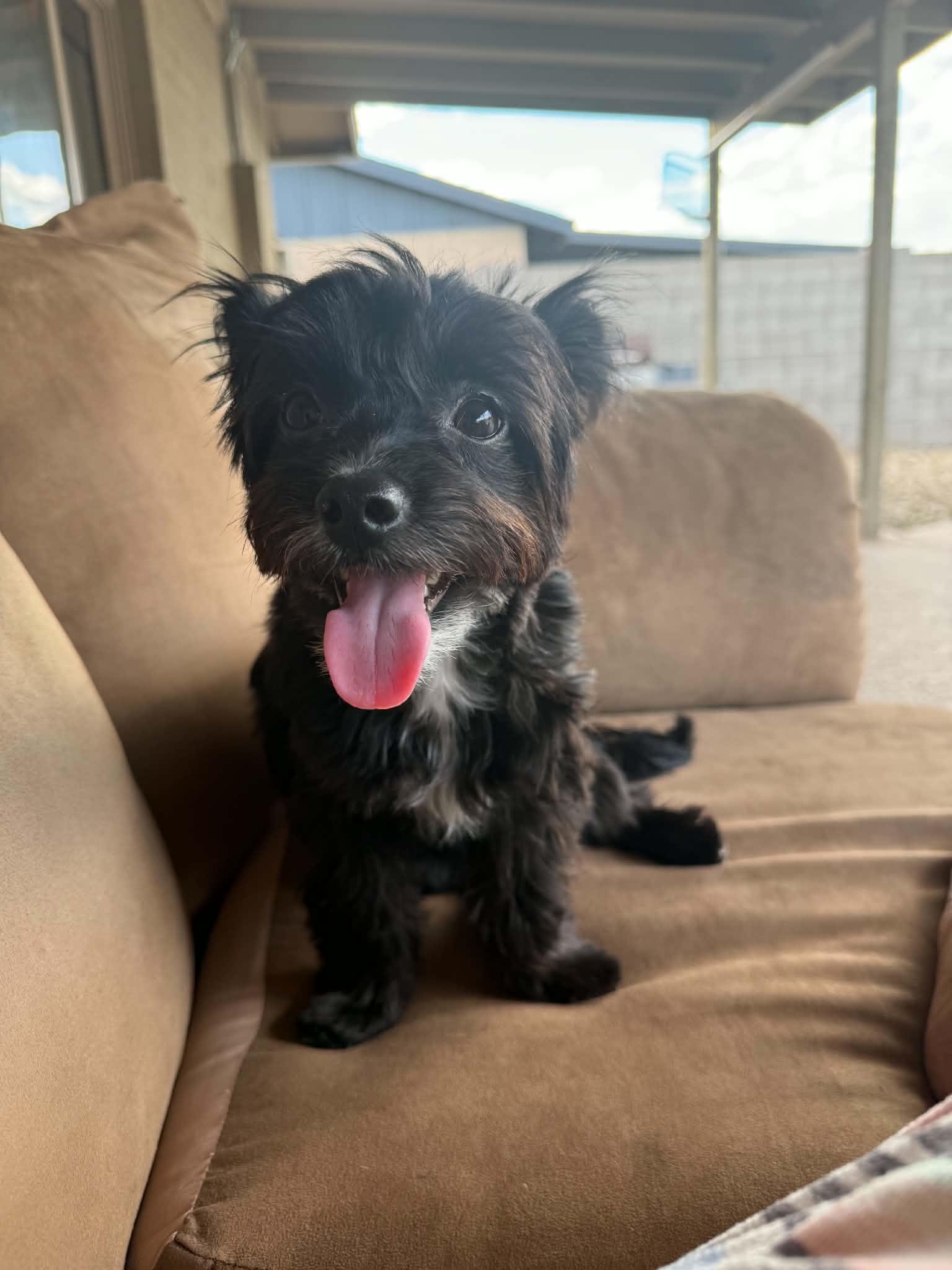 Enlarge Spidey Crew - MJ, a Adopted mixed breed in Phoenix, AZ image 2/4