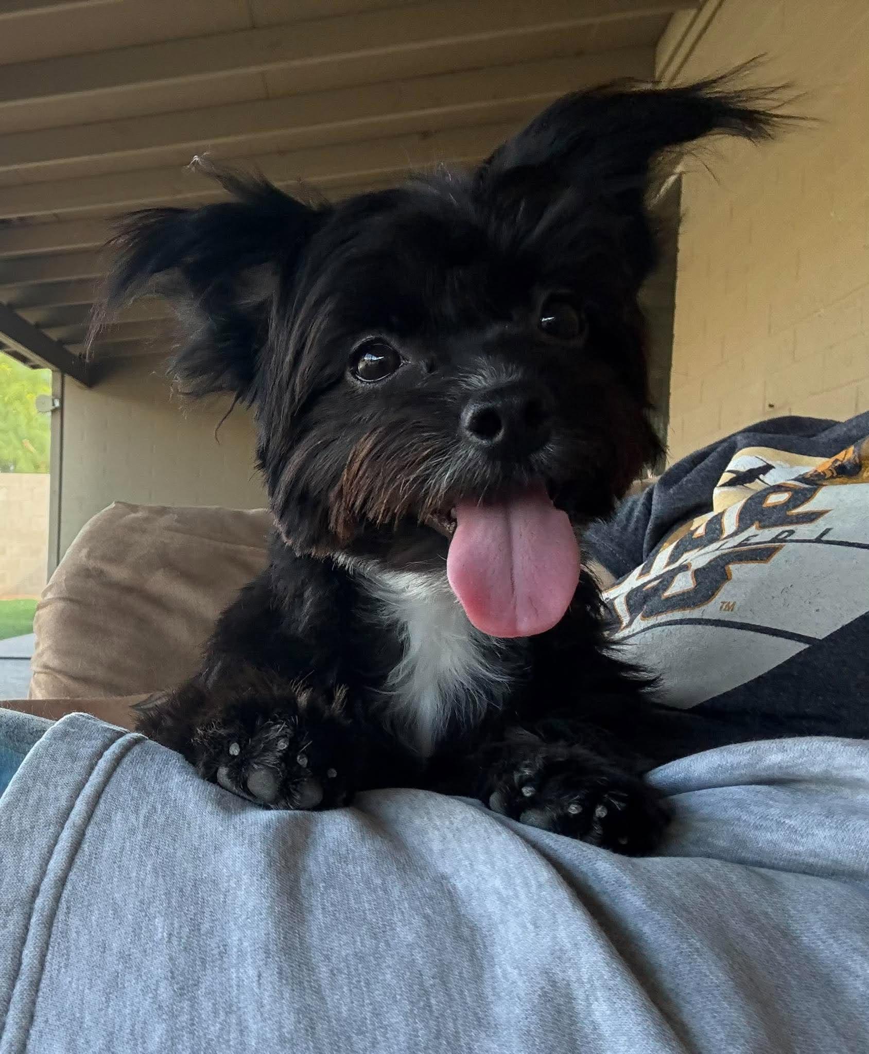 Enlarge Spidey Crew - MJ, a Adopted mixed breed in Phoenix, AZ image 1/4