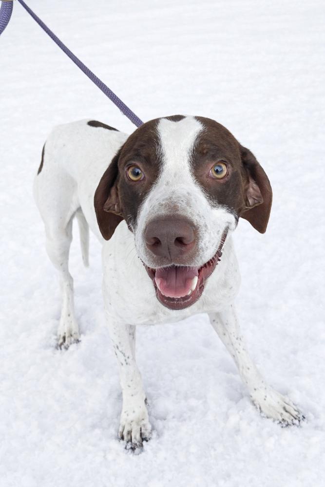 Falcon, Adoptable, Adult Male English Pointer.