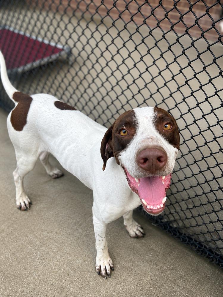Falcon, a Adoptable mixed breed in Dickson, TN image 2/3