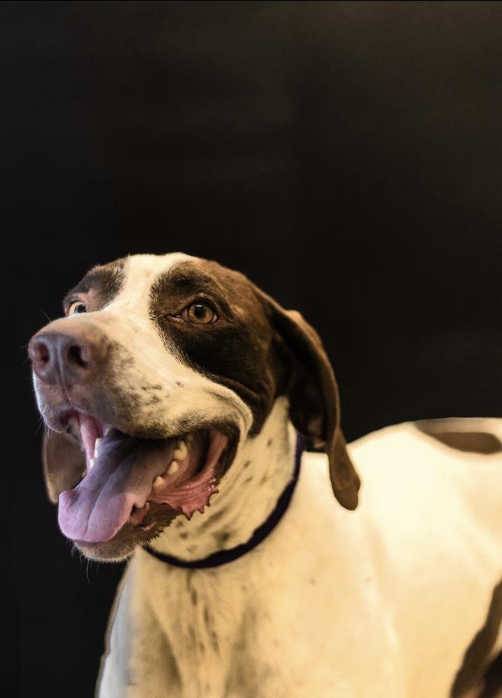 Falcon, a Adoptable mixed breed in Dickson, TN image 3/3