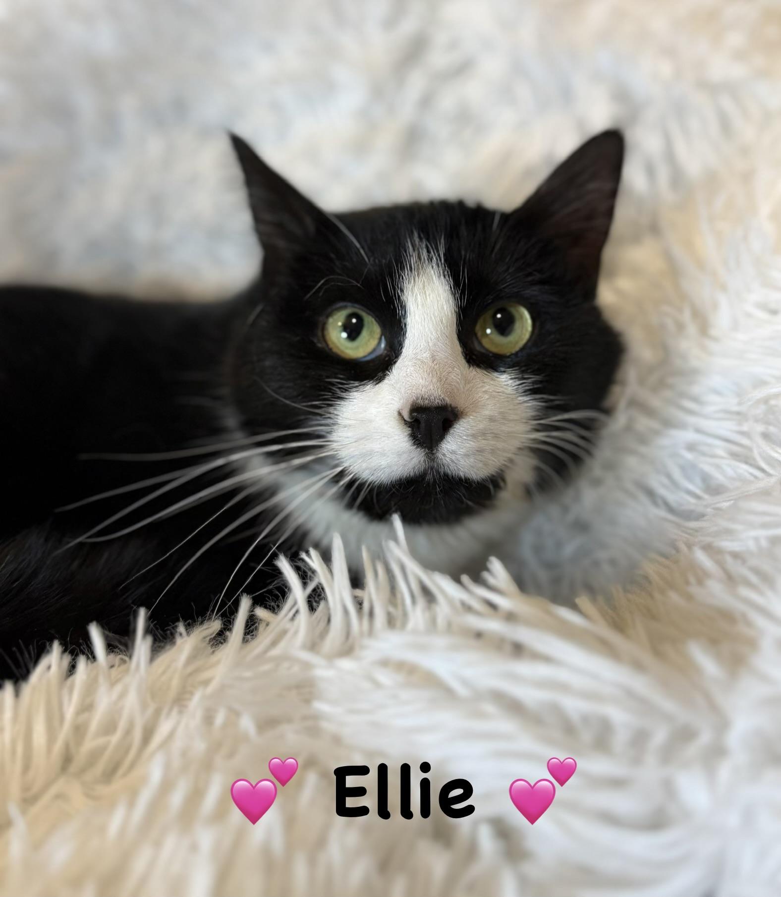 Enlarge Ellie, a ADOPTABLE Tuxedo in Copley, OH image 1/2