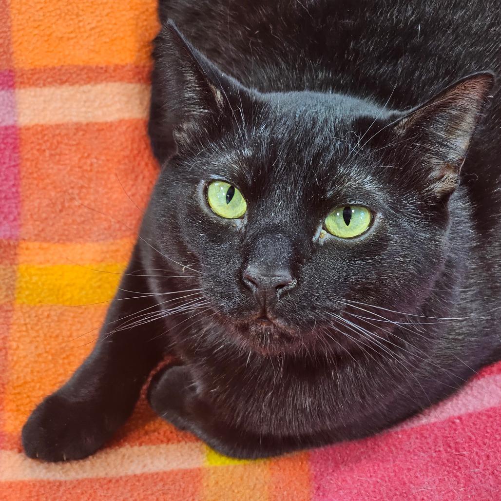 Enlarge Ozzy Osbourne, a Adoptable Domestic Short Hair in Corydon, IN image 1/1