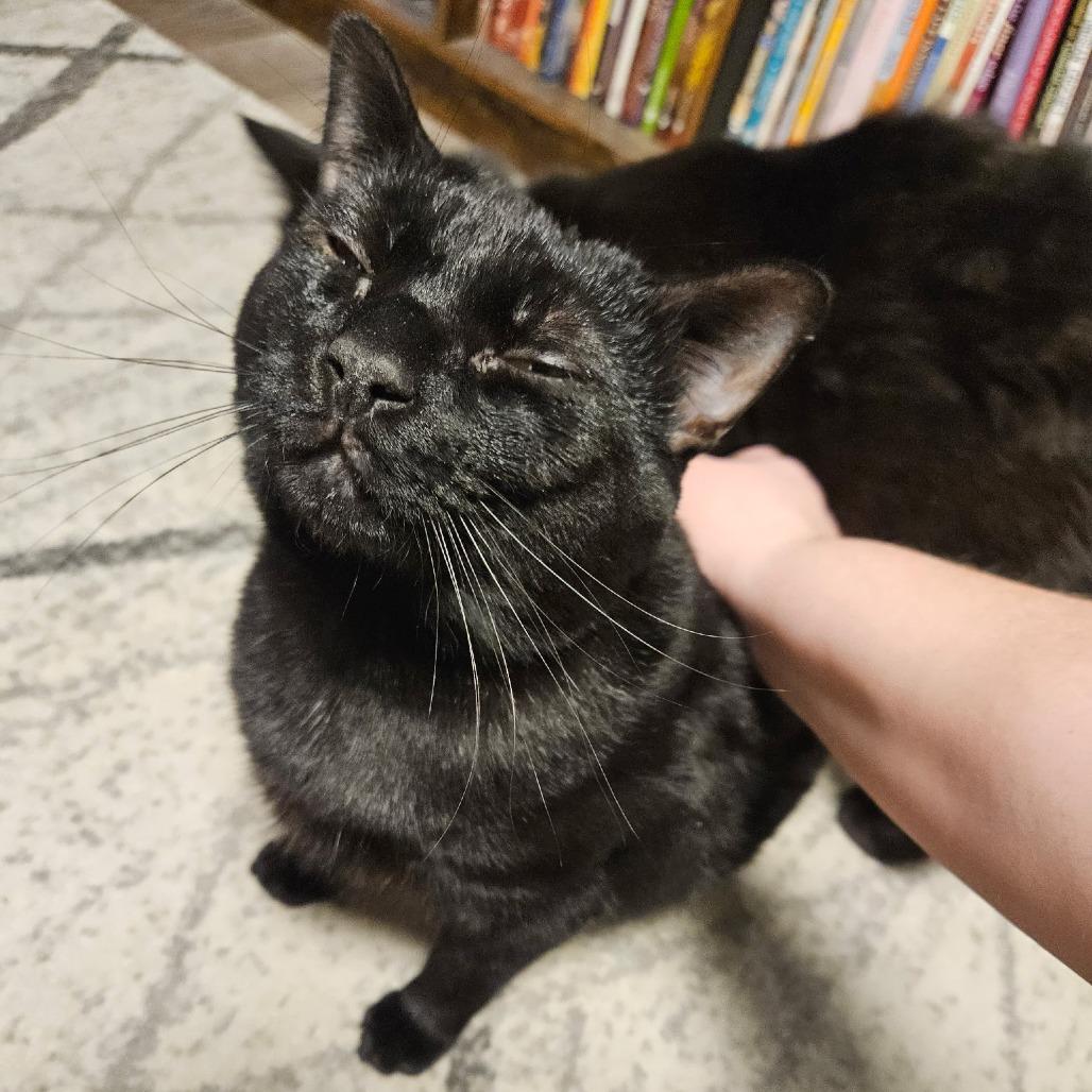 Ozzy Osbourne, a Adoptable Domestic Short Hair in Corydon, IN image 2/3
