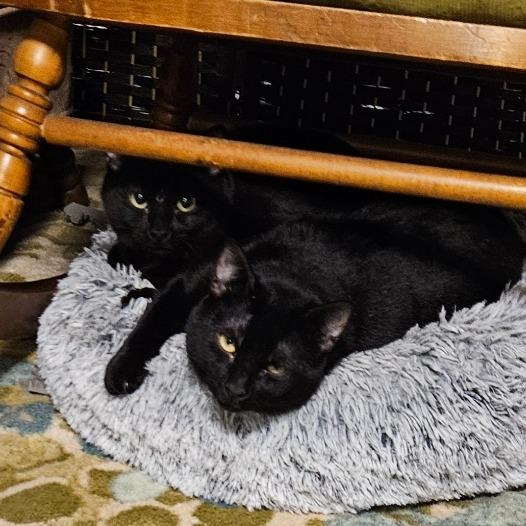 Ozzy Osbourne, a Adoptable Domestic Short Hair in Corydon, IN image 3/3