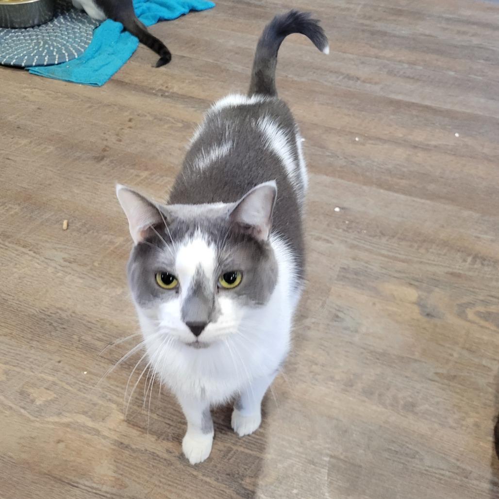 Oscar, Adoptable, Adult Male Domestic Short Hair.