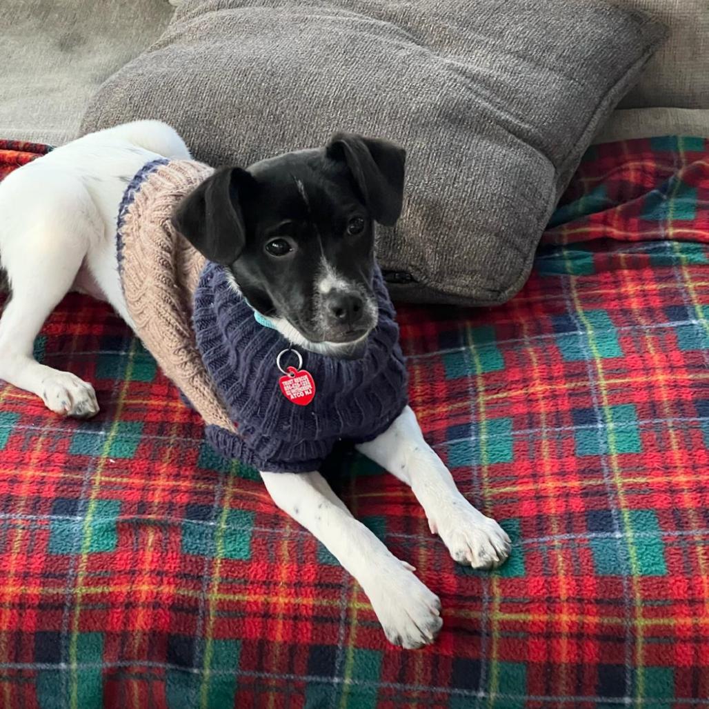 PAOLO, Adoptable, Puppy Male Terrier.