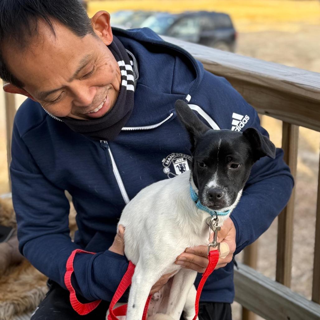 Enlarge PAOLO, a Adoptable Terrier in Atco, NJ image 2/6