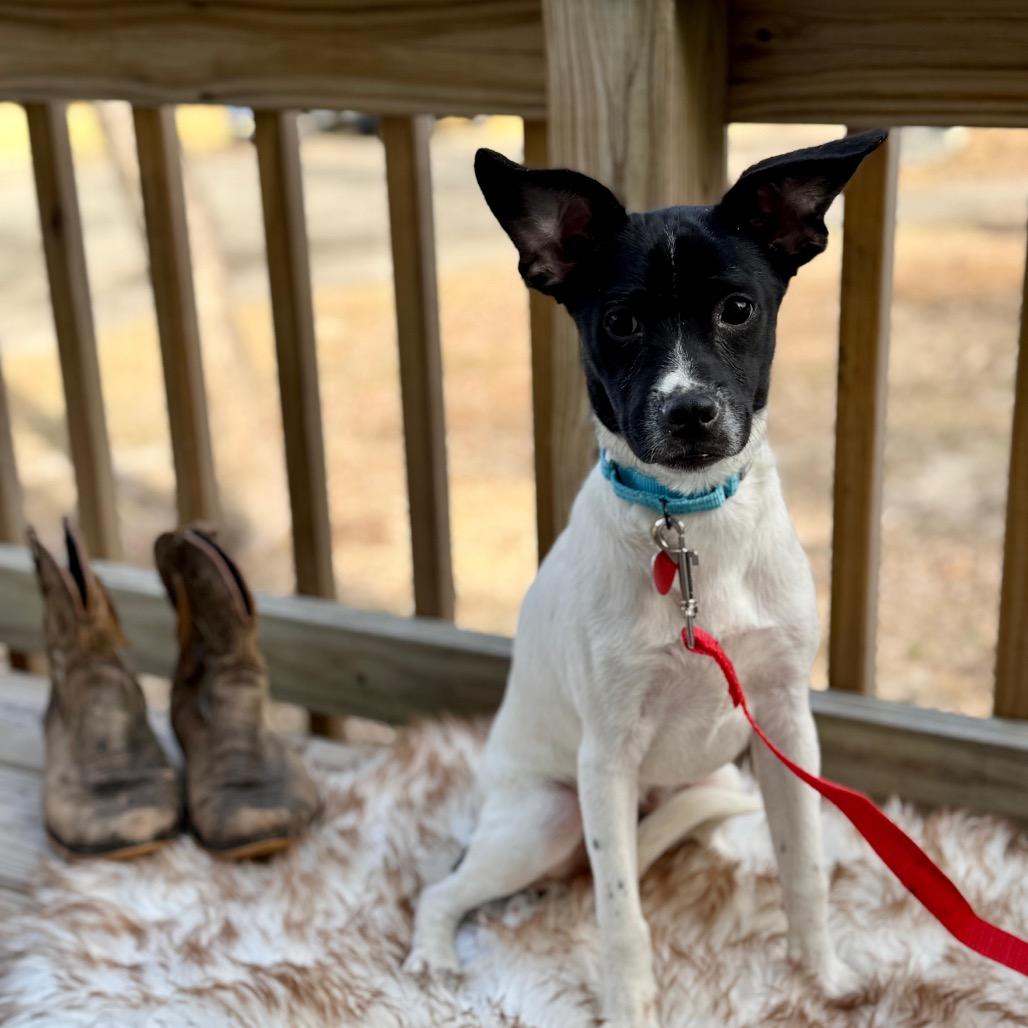 Enlarge PAOLO, a Adoptable Terrier in Atco, NJ image 3/6