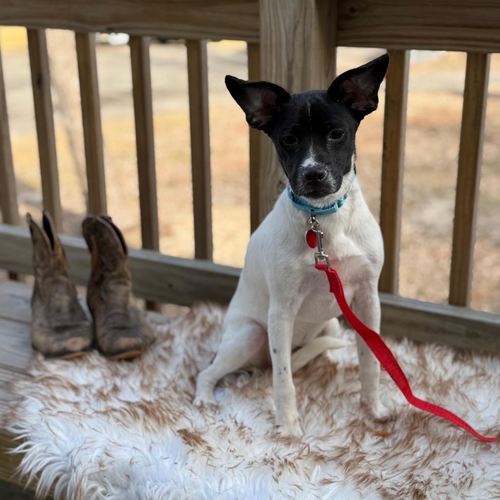 Enlarge PAOLO, a Adoptable Terrier in Atco, NJ image 4/6