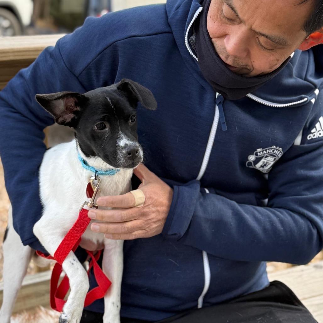 Enlarge PAOLO, a Adoptable Terrier in Atco, NJ image 5/6