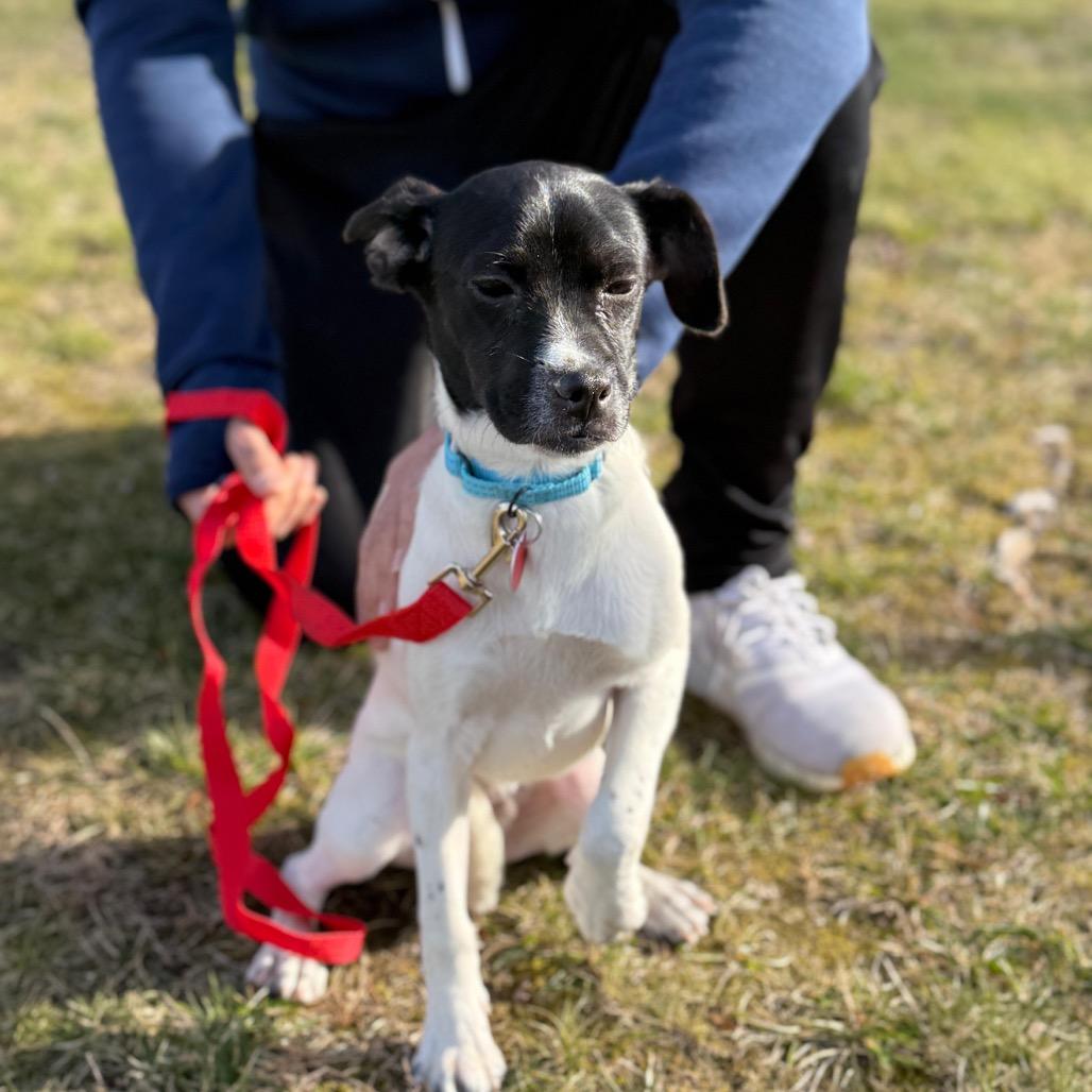 Enlarge PAOLO, a Adoptable Terrier in Atco, NJ image 6/6
