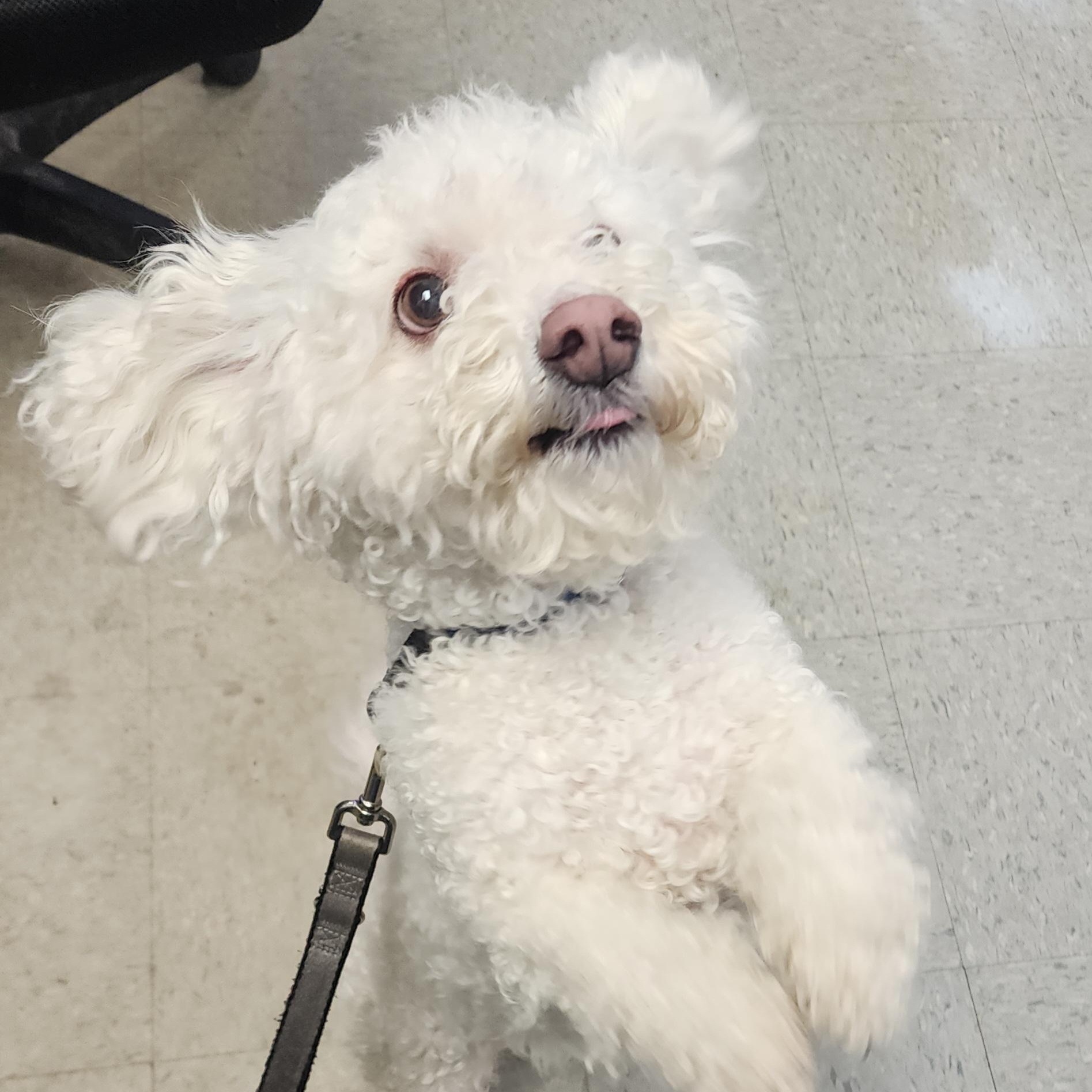 Casper, ADOPTABLE, Adult Male Bichon Frise.