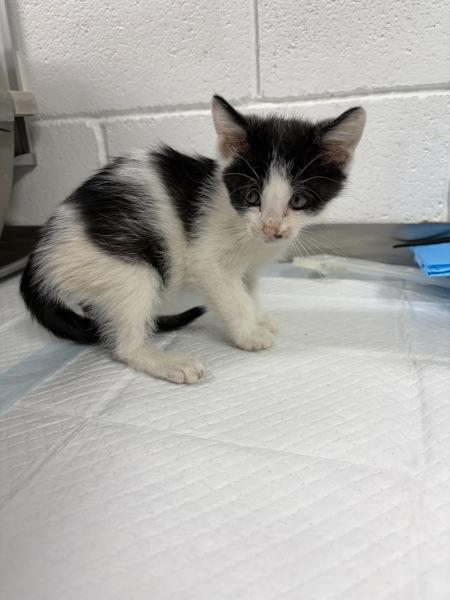 Enlarge Nada, a Adoptable mixed breed in Morristown, TN image 1/1
