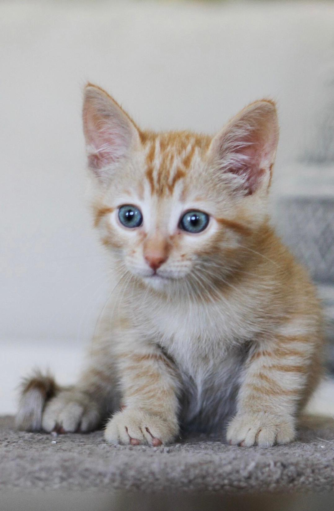 Nash, Baby Male Domestic Short Hair