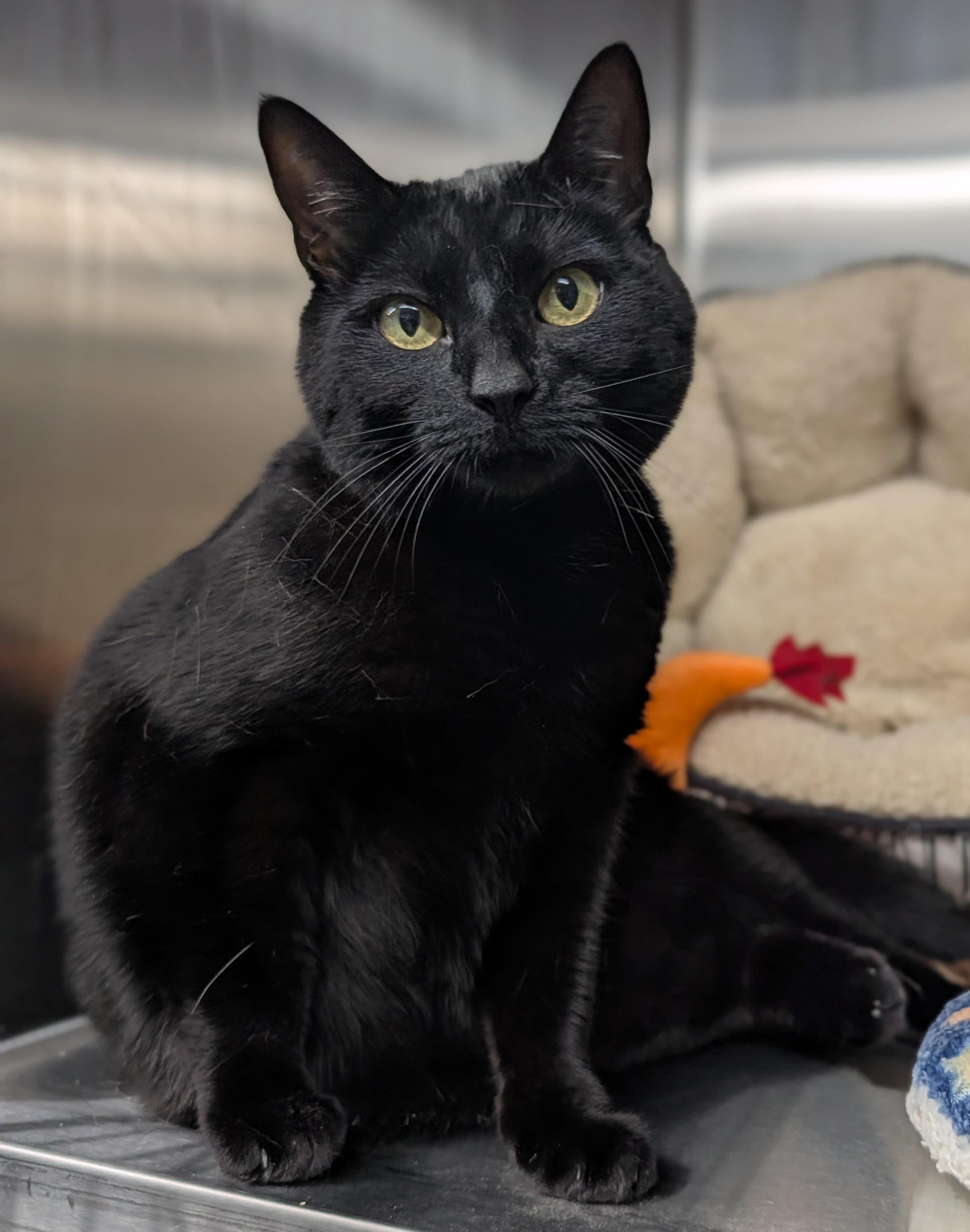 Sophia, ADOPTABLE, Adult Female Domestic Short Hair.