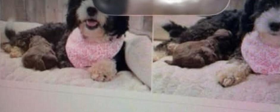 Enlarge Shayla-Adoption Pending, a Adoptable mixed breed in Washington, DC image 1/3