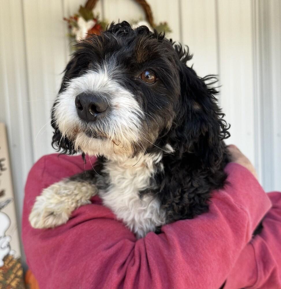 Enlarge Shayla-Adoption Pending, a Adoptable mixed breed in Washington, DC image 3/3