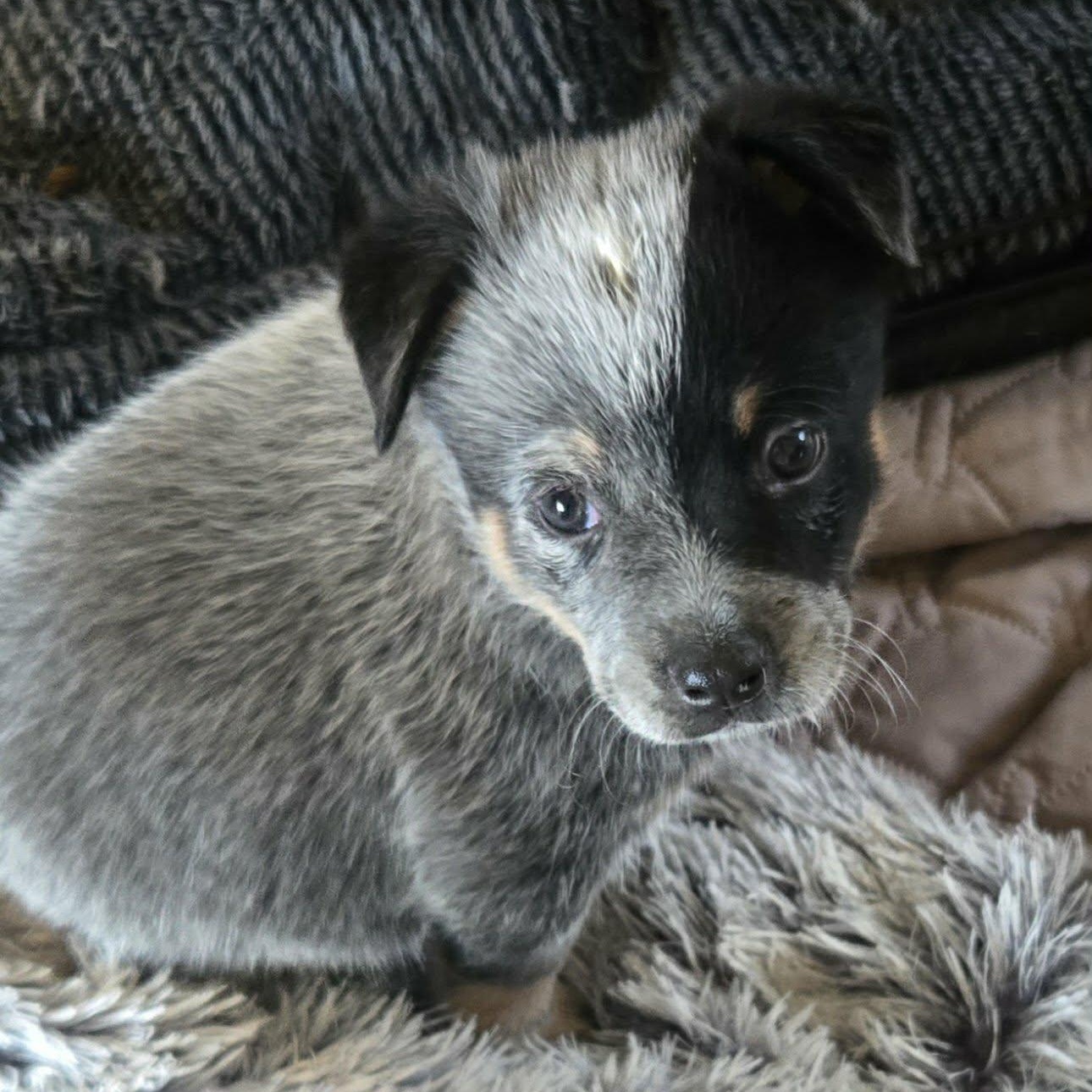 Enlarge Jugs, a ADOPTABLE Australian Cattle Dog / Blue Heeler in Mounds, OK image 1/1