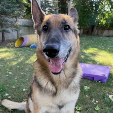 Canelo, a Adoptable mixed breed in Naperville, IL image 3/4