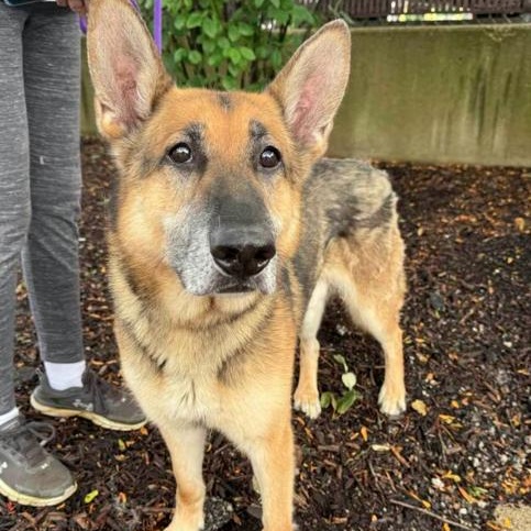 Canelo, a Adoptable mixed breed in Naperville, IL image 1/4