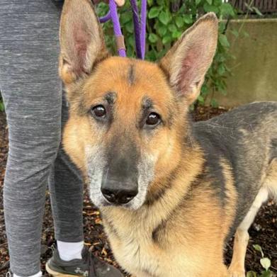 Canelo, a Adoptable mixed breed in Naperville, IL image 4/4