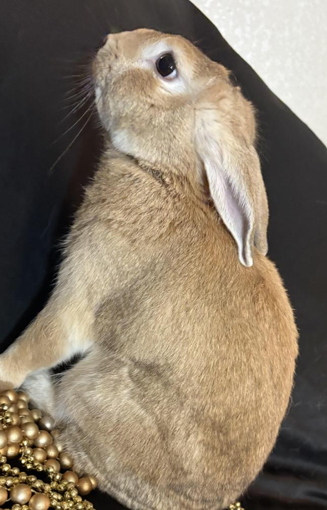 Enlarge Dusty, a Adoptable Californian in Queen Creek, AZ image 1/1