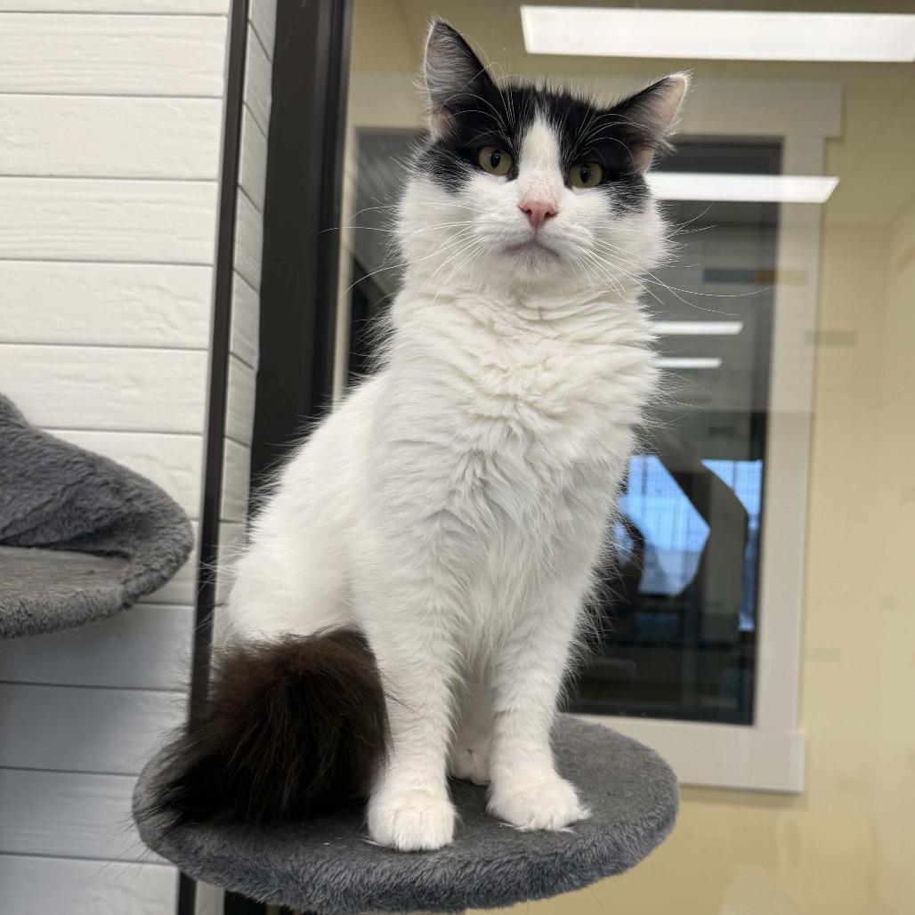 Marshmallow — thumbnail 2