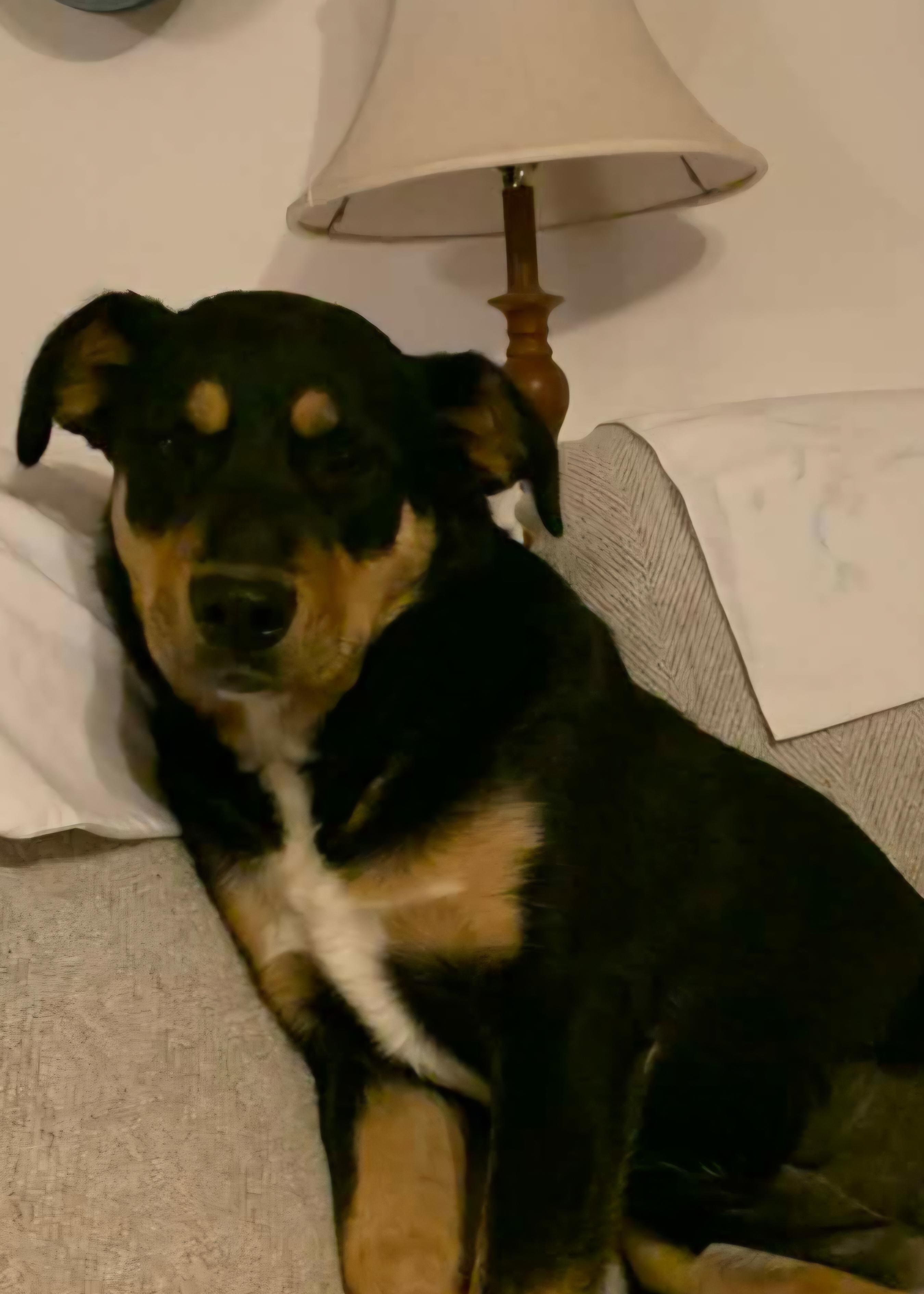 Holly (CJ), Adopted, Young Female Rottweiler & Labrador Retriever.