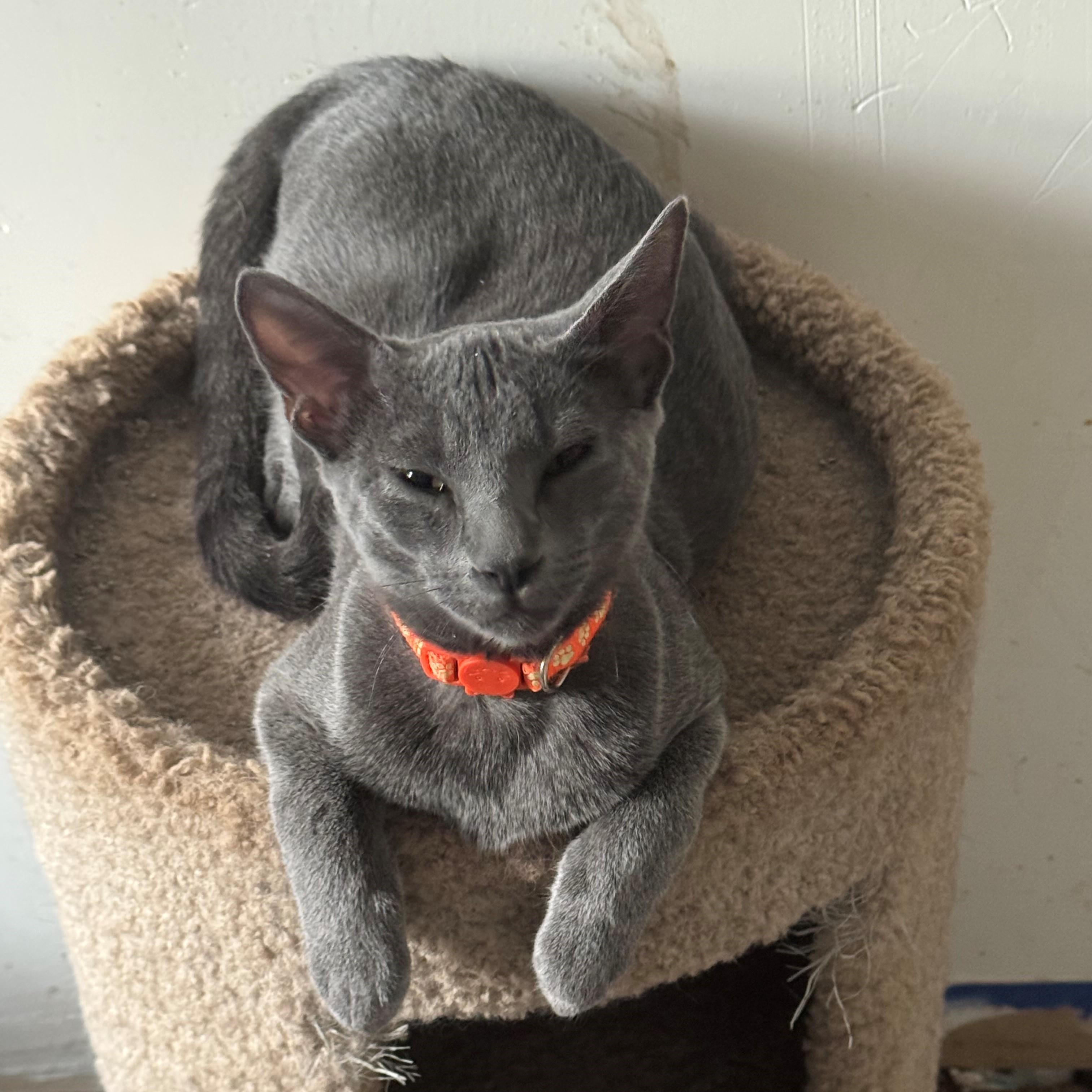 Enlarge Stitch, a Adoptable Domestic Short Hair in Minneapolis, MN image 1/3