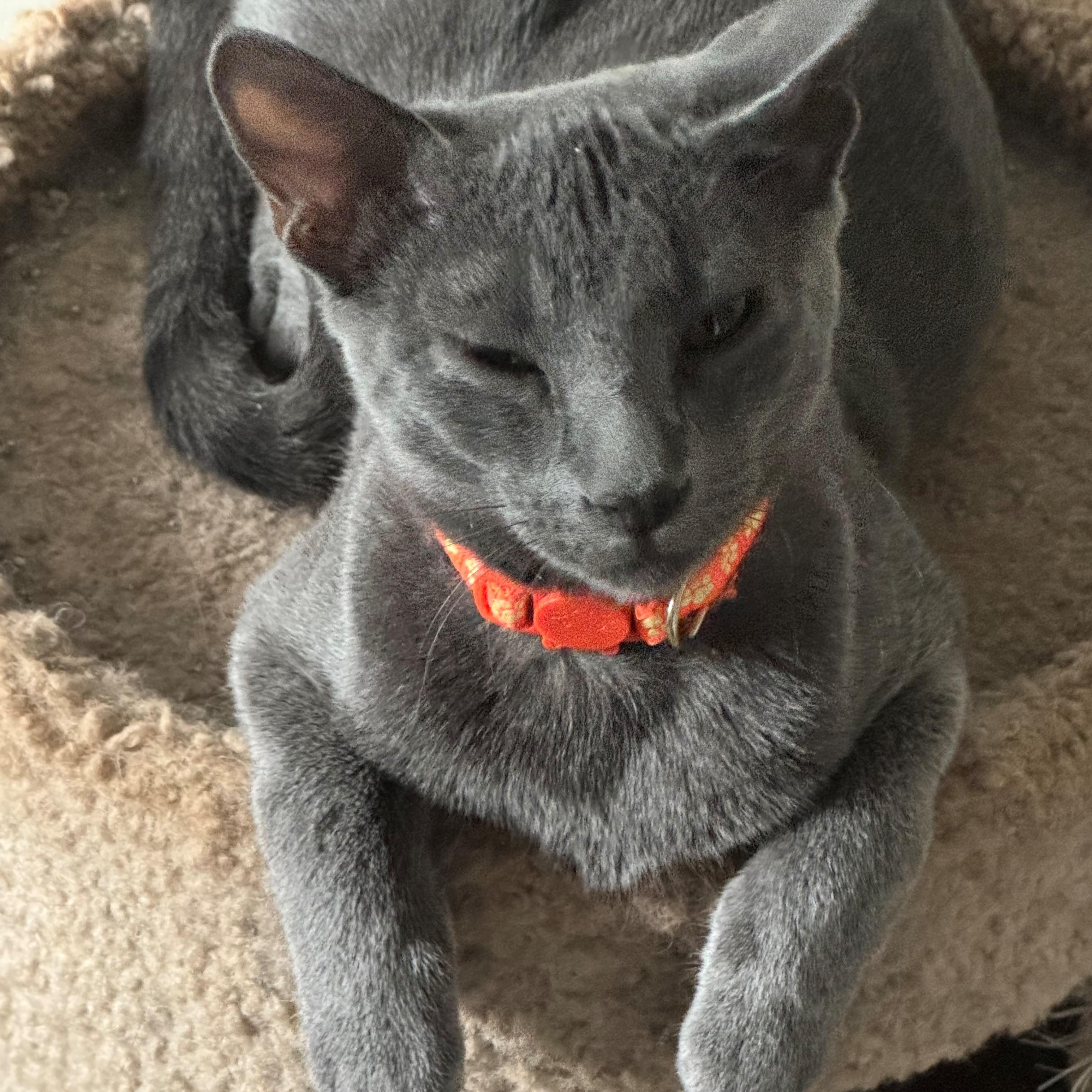 Enlarge Stitch, a Adoptable Domestic Short Hair in Minneapolis, MN image 3/3
