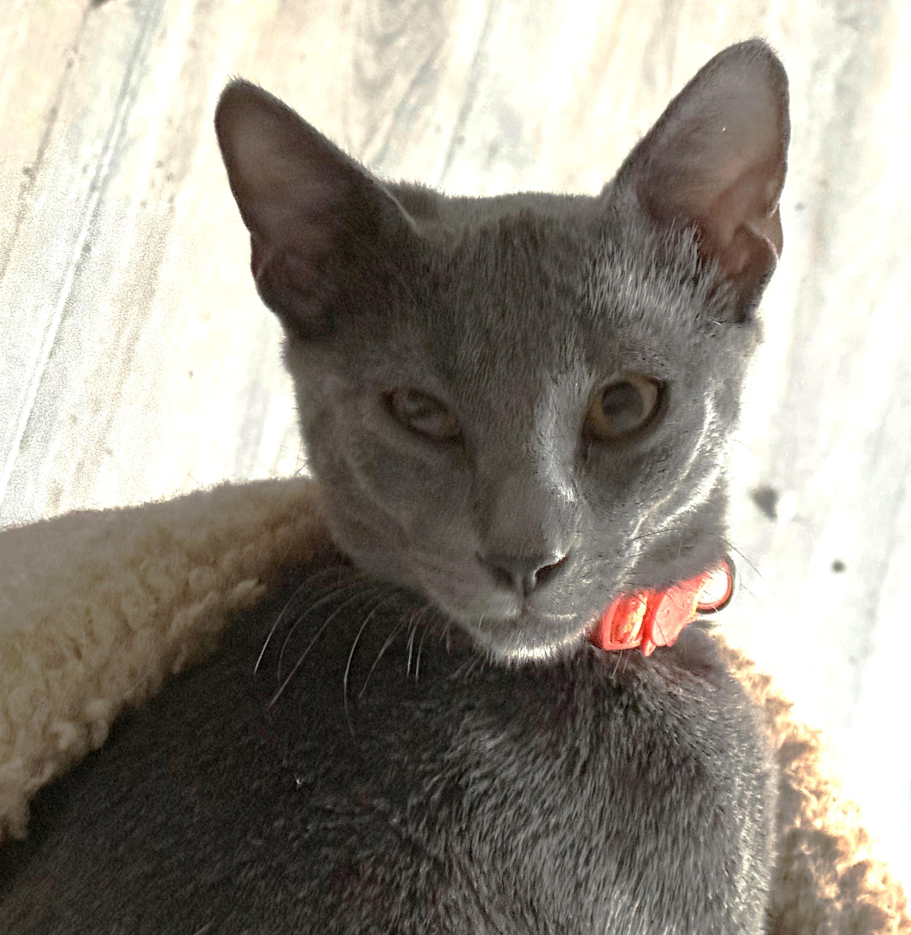 Enlarge Stitch, a Adoptable Domestic Short Hair in Minneapolis, MN image 2/3