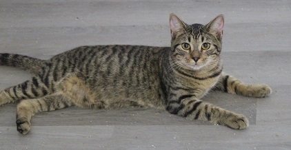 Wilma (Delicate, super smart, and sassy girl), a Adoptable Tabby in Cary, NC image 2/4