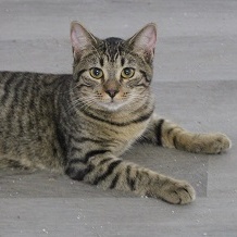 Enlarge Wilma (Delicate, super smart, and sassy girl), a Adoptable Tabby in Cary, NC image 1/4