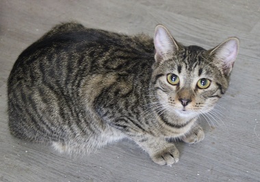 Wilma (Delicate, super smart, and sassy girl), a Adoptable Tabby in Cary, NC image 4/4