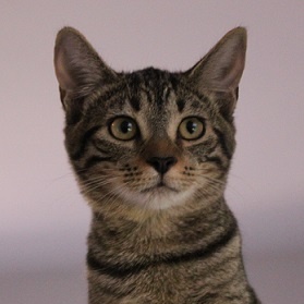 Wilma (Delicate, super smart, and sassy girl), Adoptable, Kitten Female Tabby.