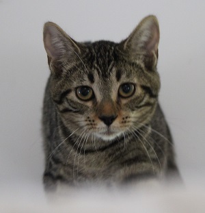 Wilma (Delicate, super smart, and sassy girl), a Adoptable Tabby in Cary, NC image 3/4