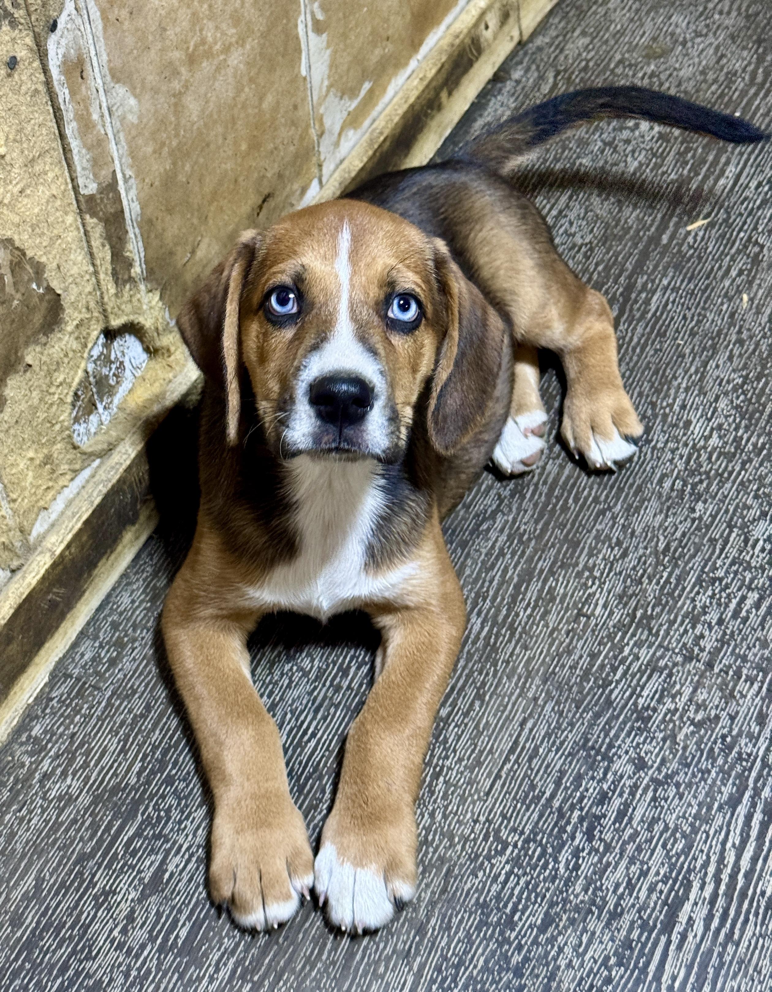 Ryder, adoptable, Puppy Male Wirehaired Terrier & Beagle.