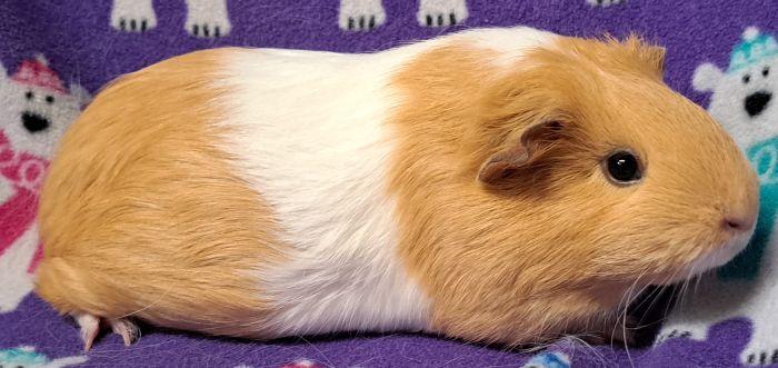 Enlarge Yarrow, a Adoptable Short-Haired in Valparaiso, IN image 3/3