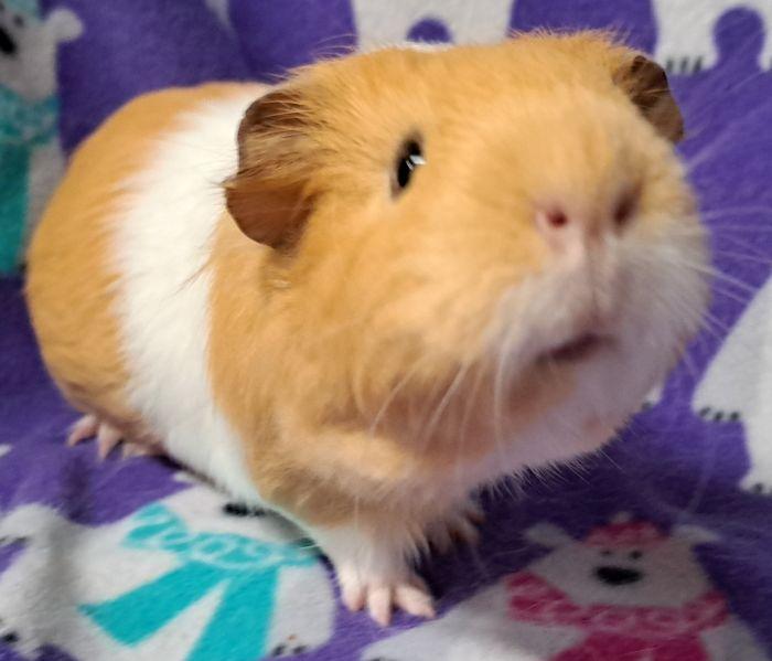 Yarrow, Adoptable, Adult Female Short-Haired.