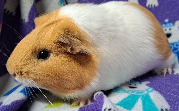 Enlarge Yarrow, a Adoptable Short-Haired in Valparaiso, IN image 2/3