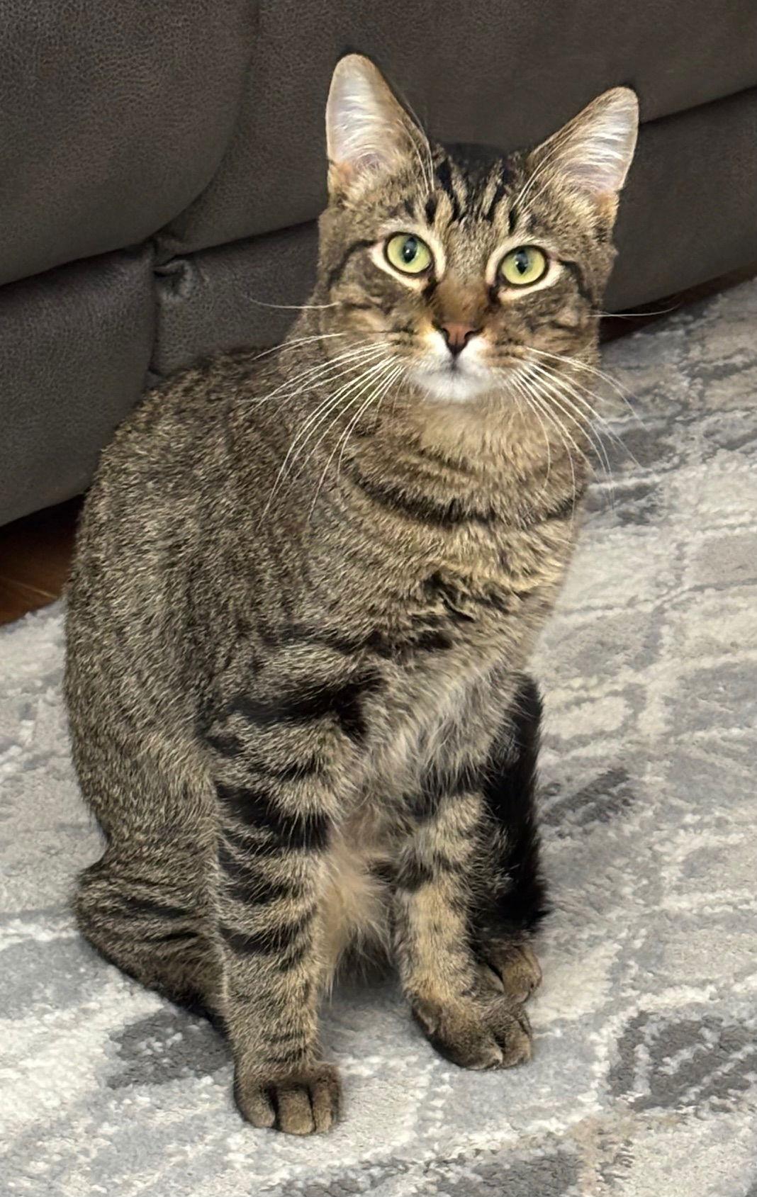 Enlarge Marcel C4595 (Bonded to Maciera C4596), a Adopted Domestic Short Hair in minneapolis, MN image 1/3