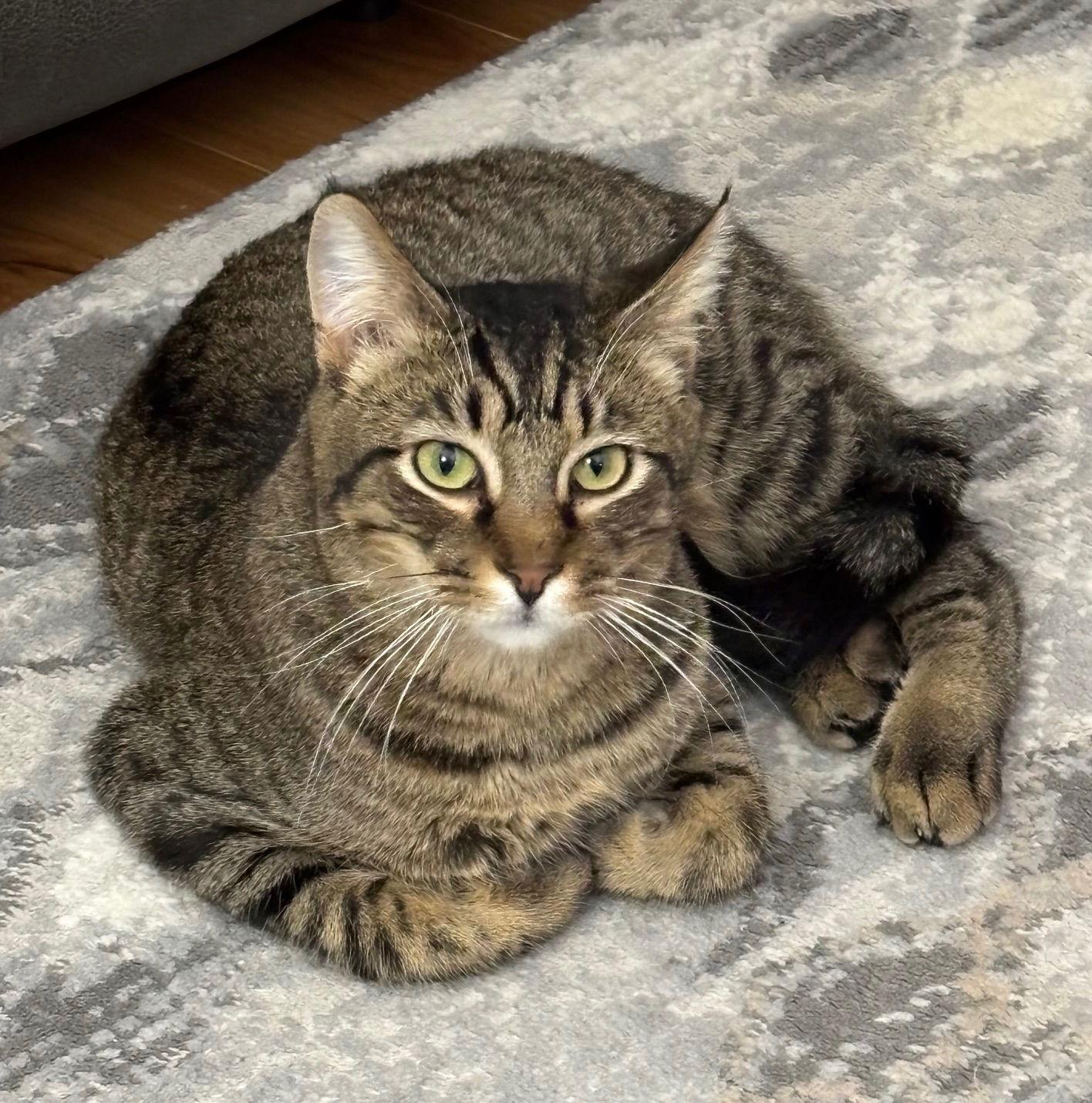 Enlarge Marcel C4595 (Bonded to Maciera C4596), a Adopted Domestic Short Hair in minneapolis, MN image 2/3