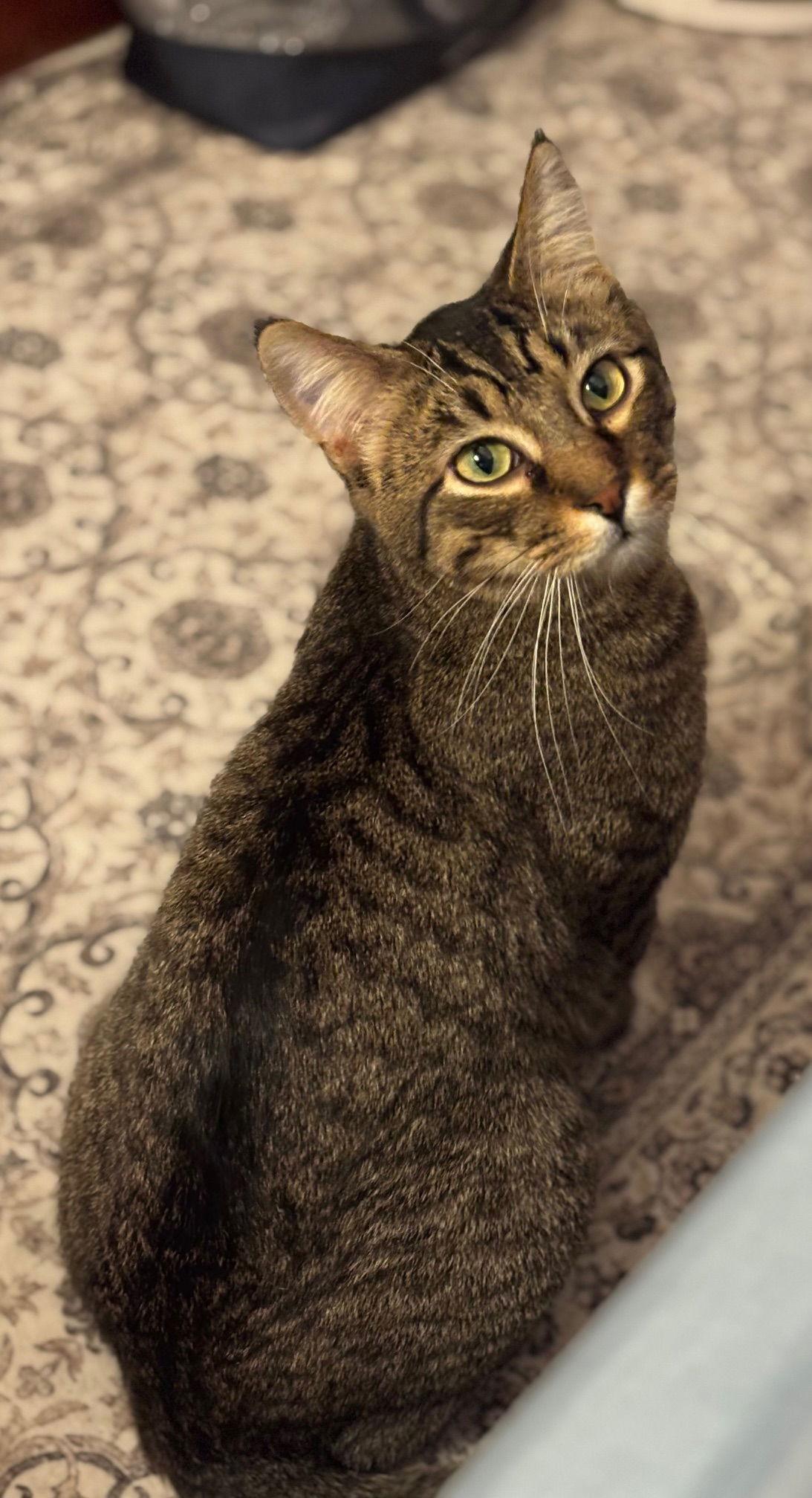 Enlarge Marcel C4595 (Bonded to Maciera C4596), a Adopted Domestic Short Hair in minneapolis, MN image 3/3