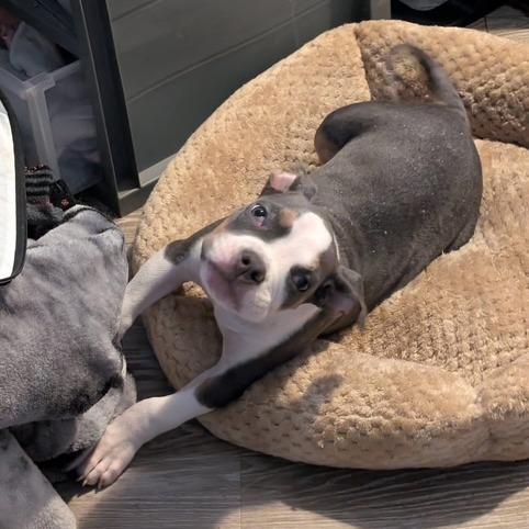 Addie, Adoptable, Puppy Female American Staffordshire Terrier.