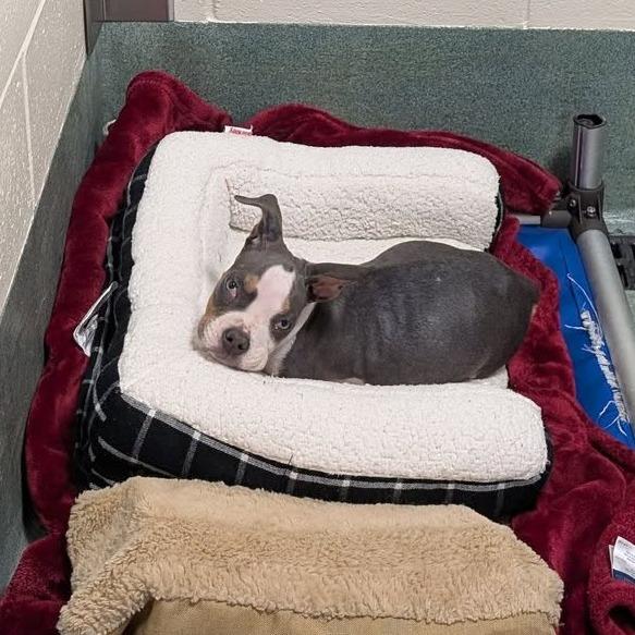 Enlarge Addie, a Adoptable American Staffordshire Terrier in Raleigh, NC image 2/4