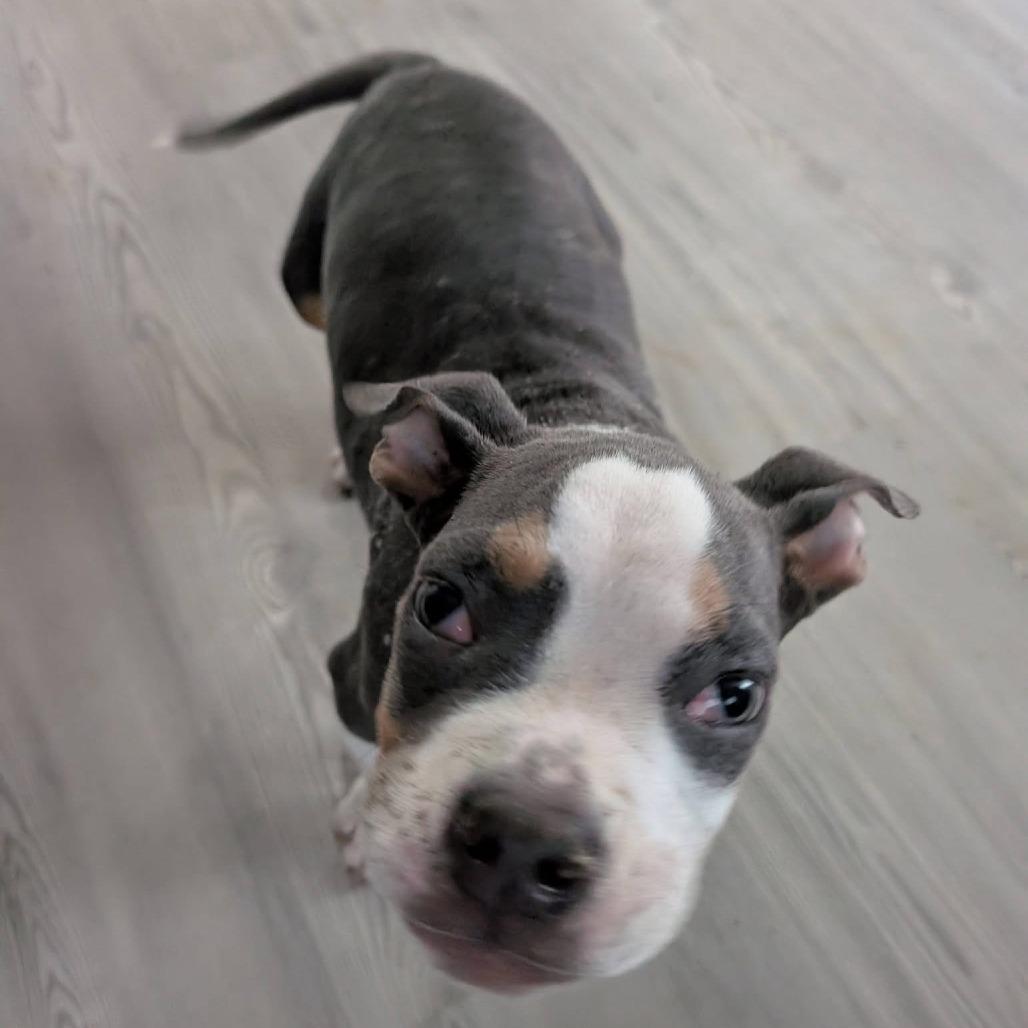 Enlarge Addie, a Adoptable American Staffordshire Terrier in Raleigh, NC image 4/4